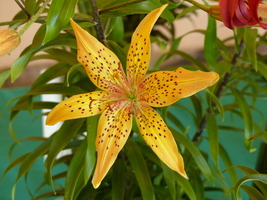 Foto: Dr. Peter Müller